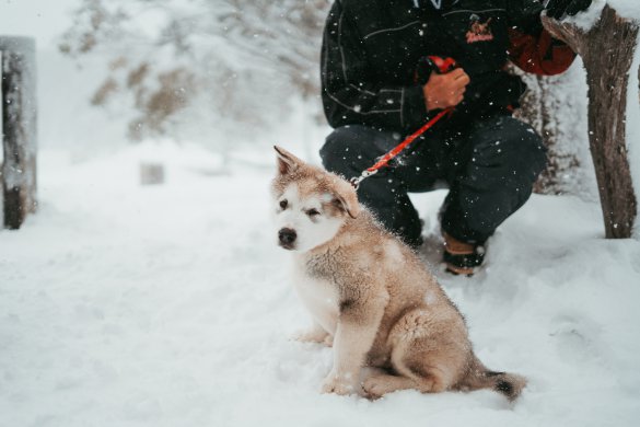 Skiurlaub mit Hund in den Alpen mieten