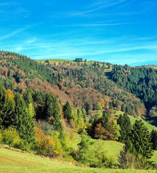 Schwarzwald