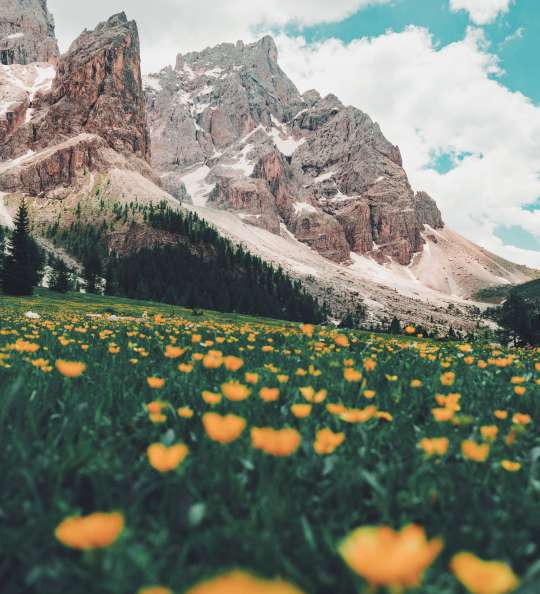 Blumenwiese mit Blick auf die Dolomiten
