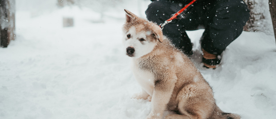 Skiurlaub mit Hund in Österreich